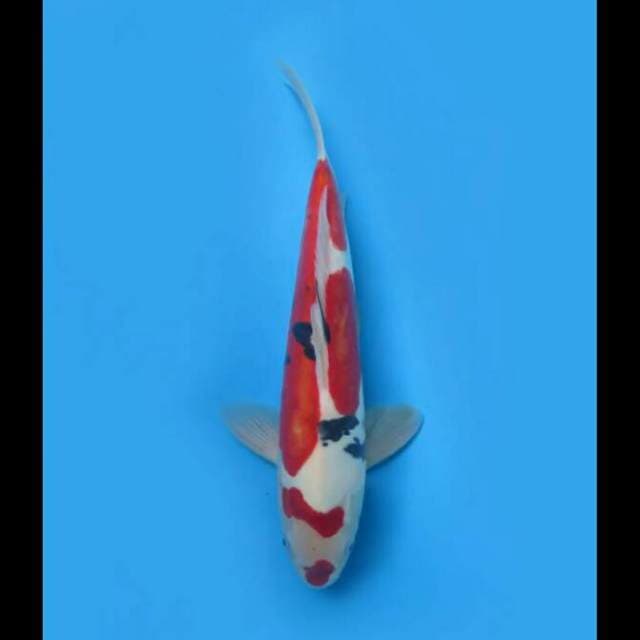 38cm Male - Sanke Doitsu Murni