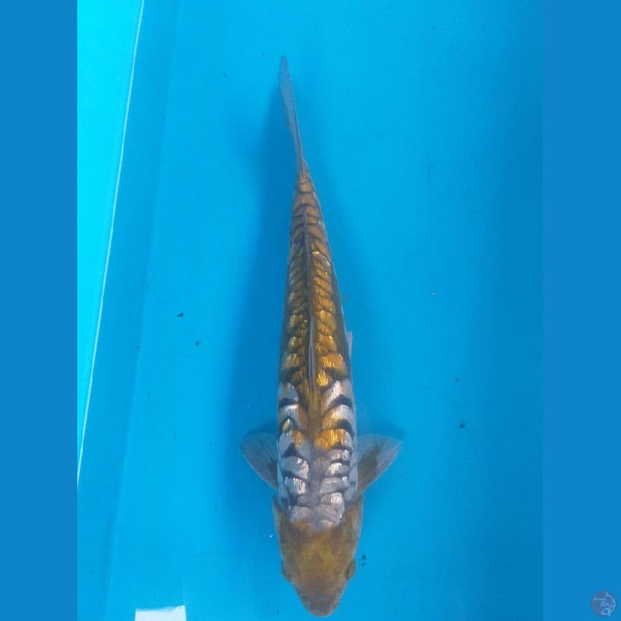 Aragoke 35cm/Jantan
