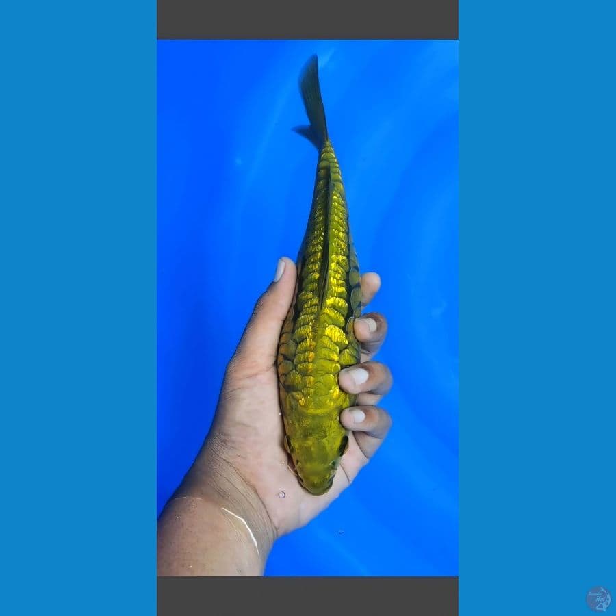 aragoke Super Quality 27cm