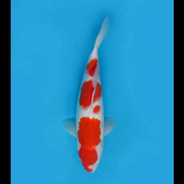 32cm Female - Kohaku F1 Hq