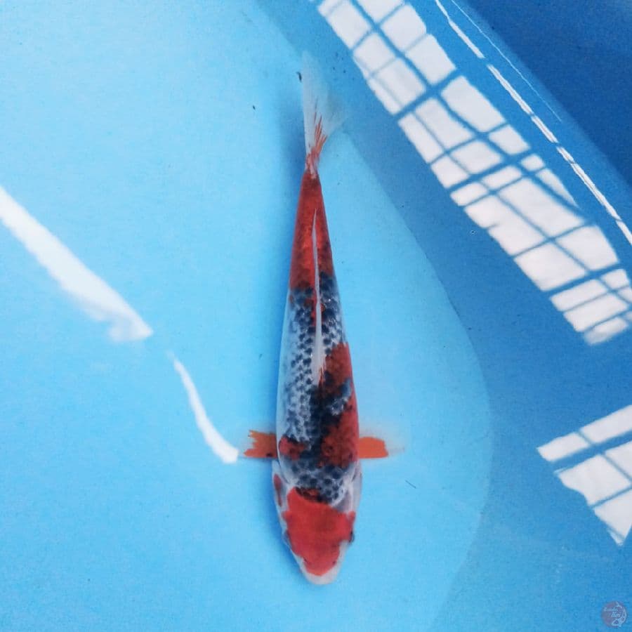 Goshiki 23 cm