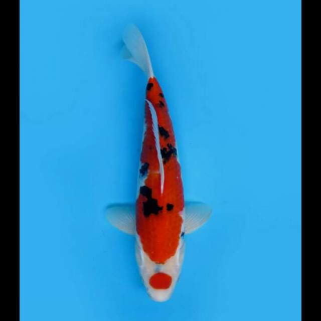 32cm Male - Maruten Sanke Strong