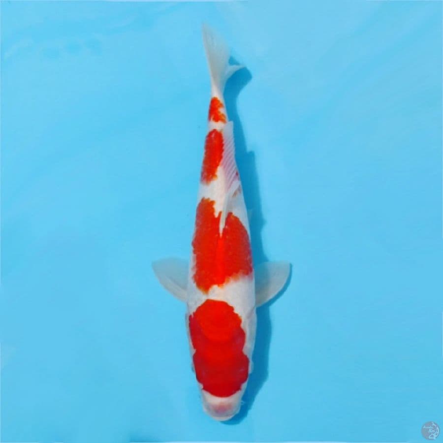 kohaku 4 step size 35cm fml