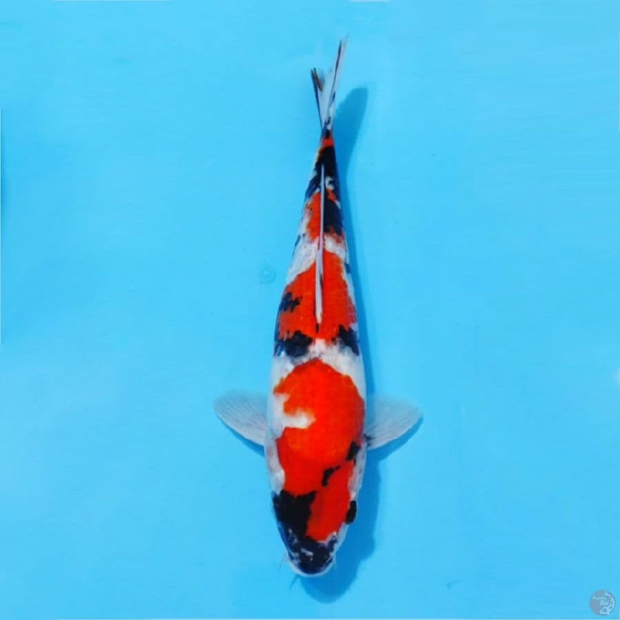 showa sansoku size 35cm male