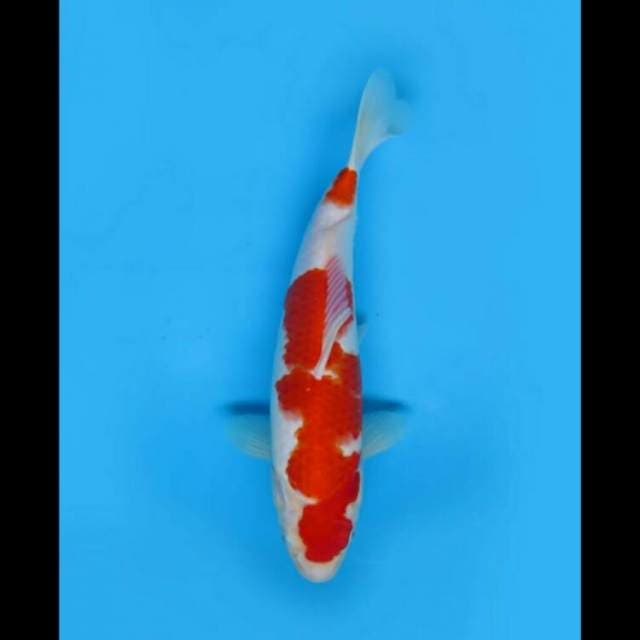 31cm Female - Kohaku Nidan Hq