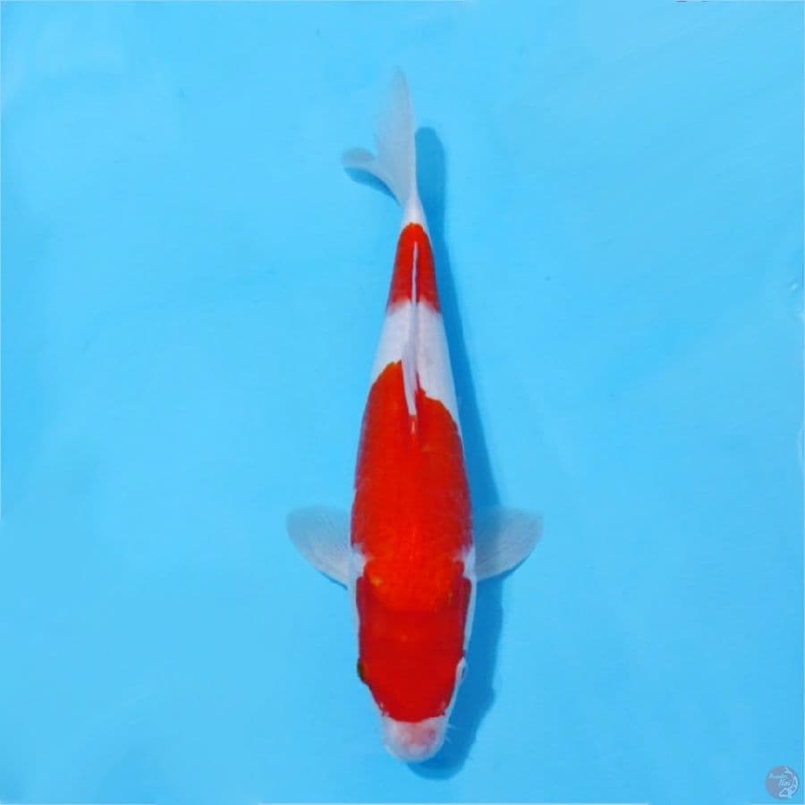 kohaku prospek jumbo size 33cm fml