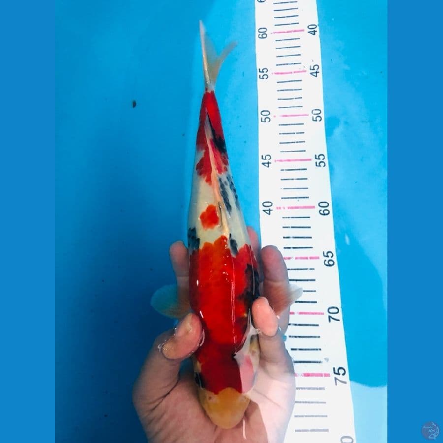 SHOWA 28 cm