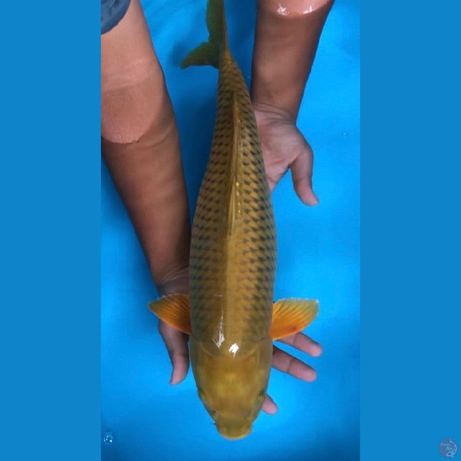 midori 53cm