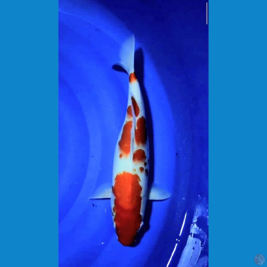 f37cm sisik mulus