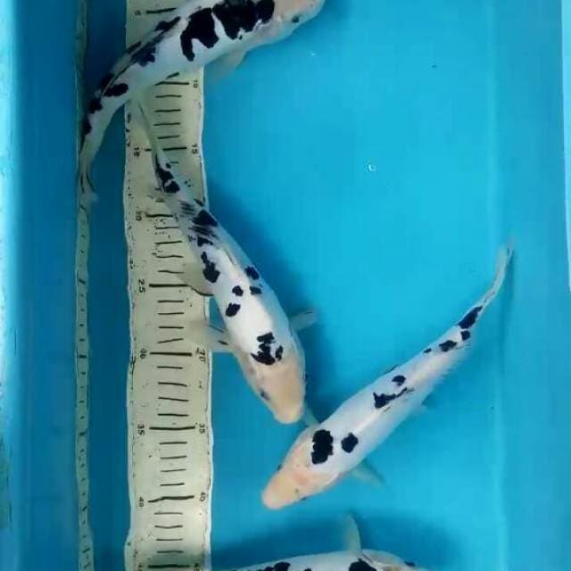 Special doitsu 24-25 cm