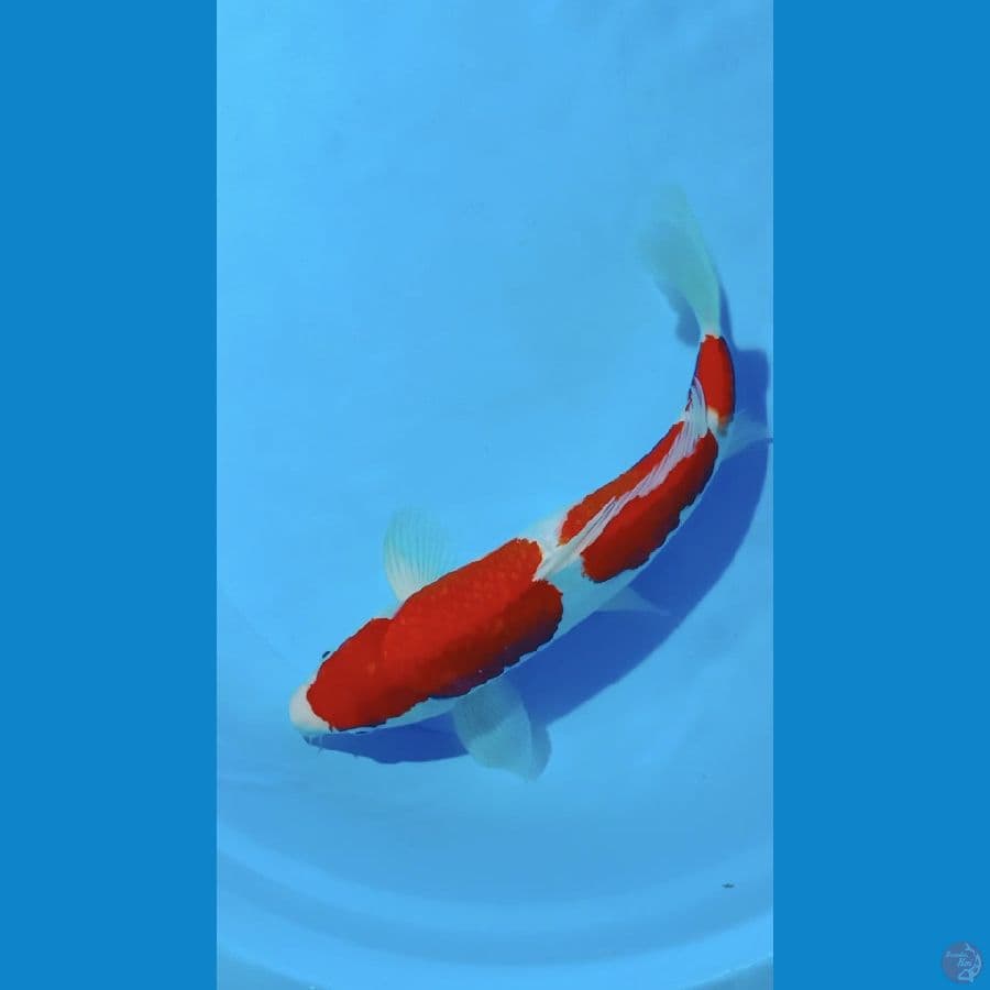 kohakuuu