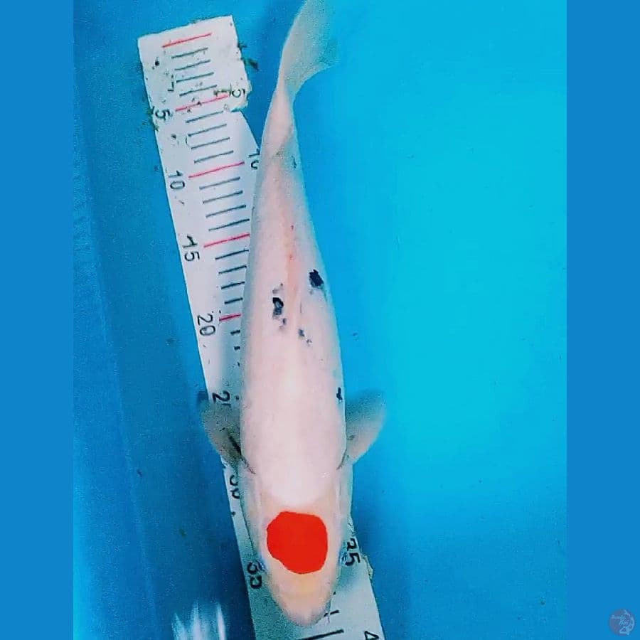 tanco sanke ori male 38 cm