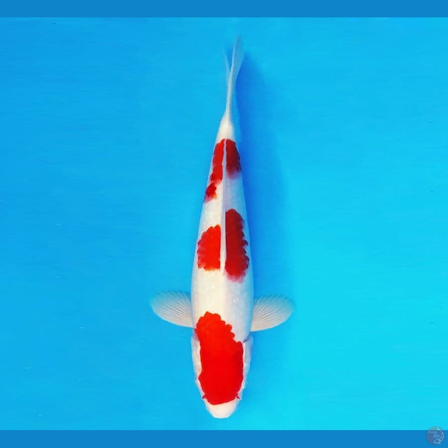 SAITAMA ARENA 15 ~ Kohaku 33 cm/male ™