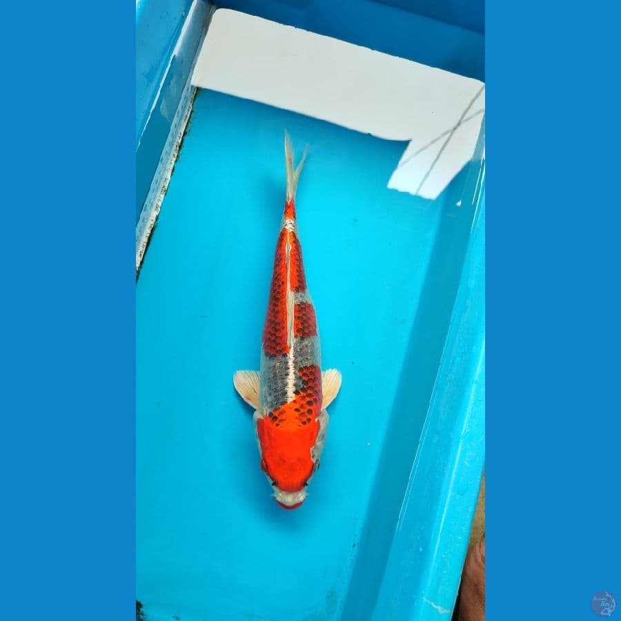 red gingga 35 cm