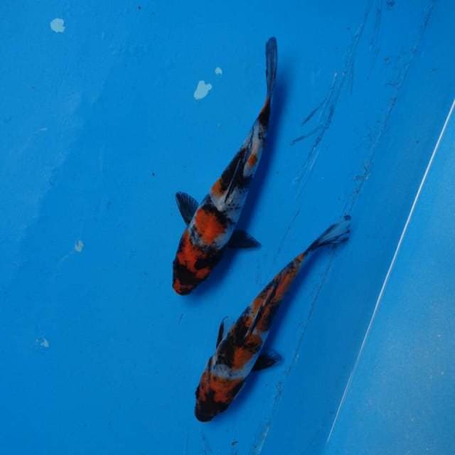 Duo Showa F1