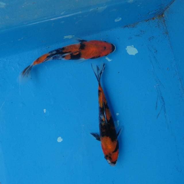 Duo Hi Showa F1