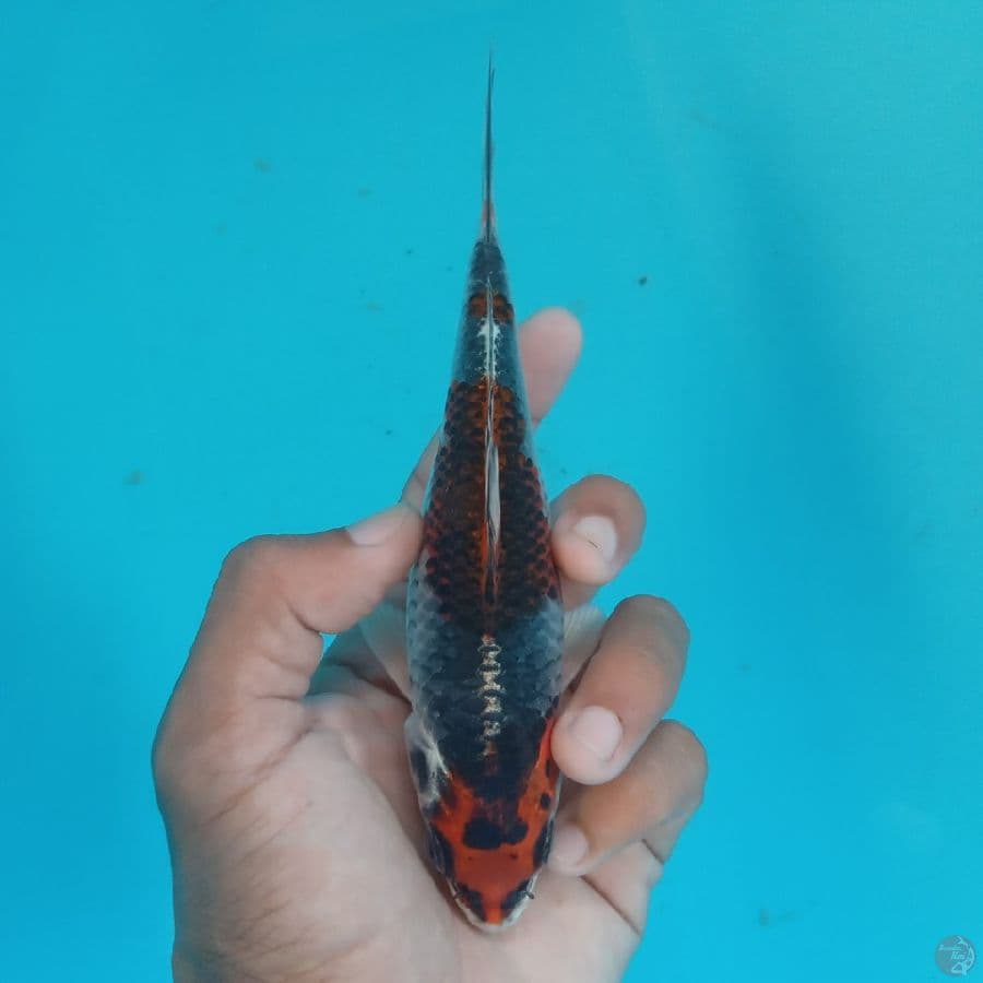 NIYAMA - BENI GINGGA B 16CM