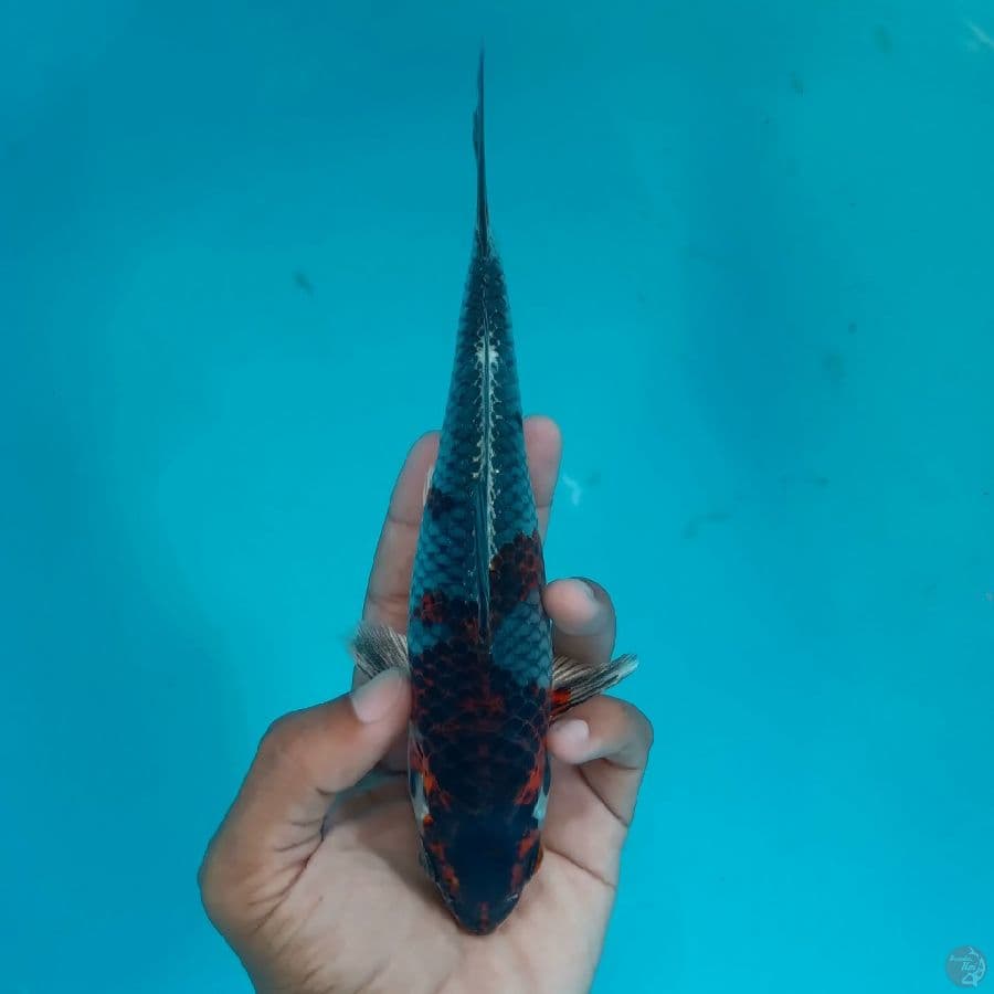 NIYAMA - BENI GINGGA D 21CM