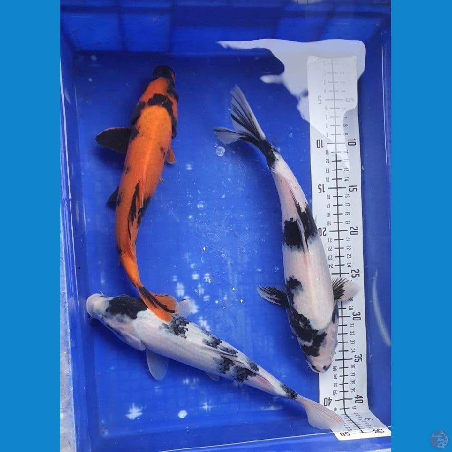 30-31cm 3 ekor