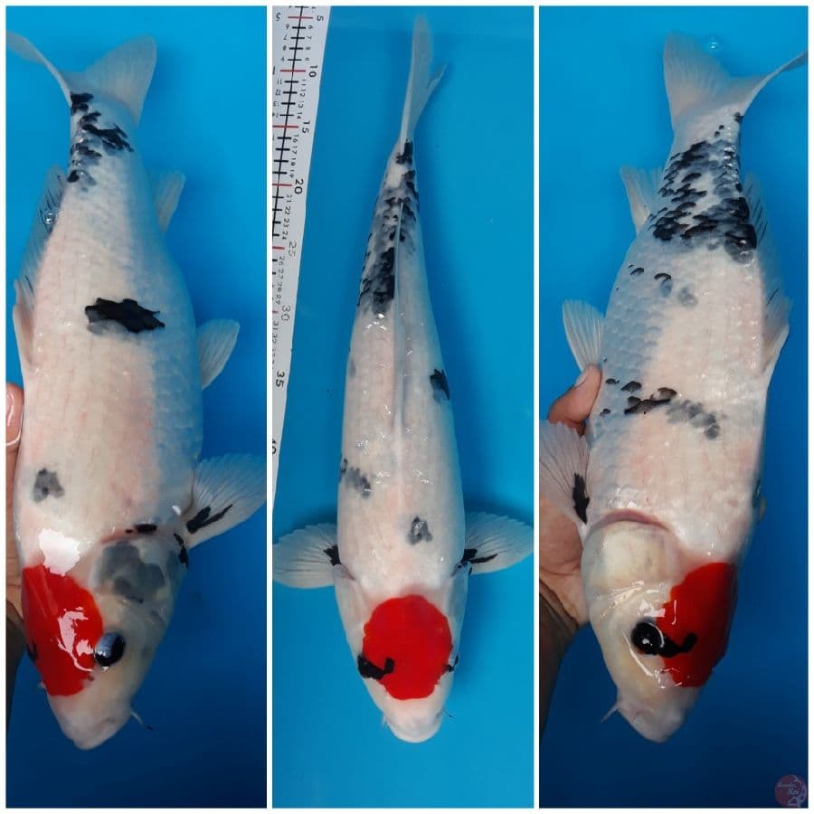 Tc. Showa F48cm