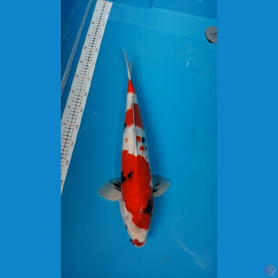 Jantan Showa 50Cm