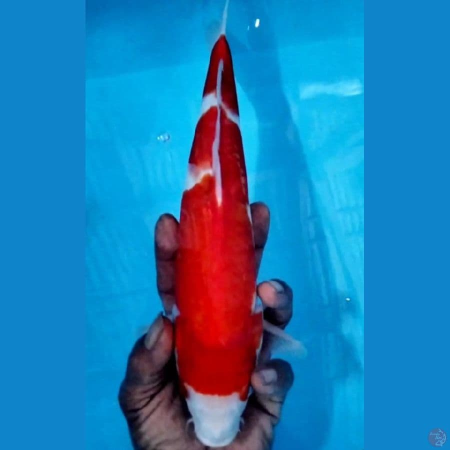 kohaku