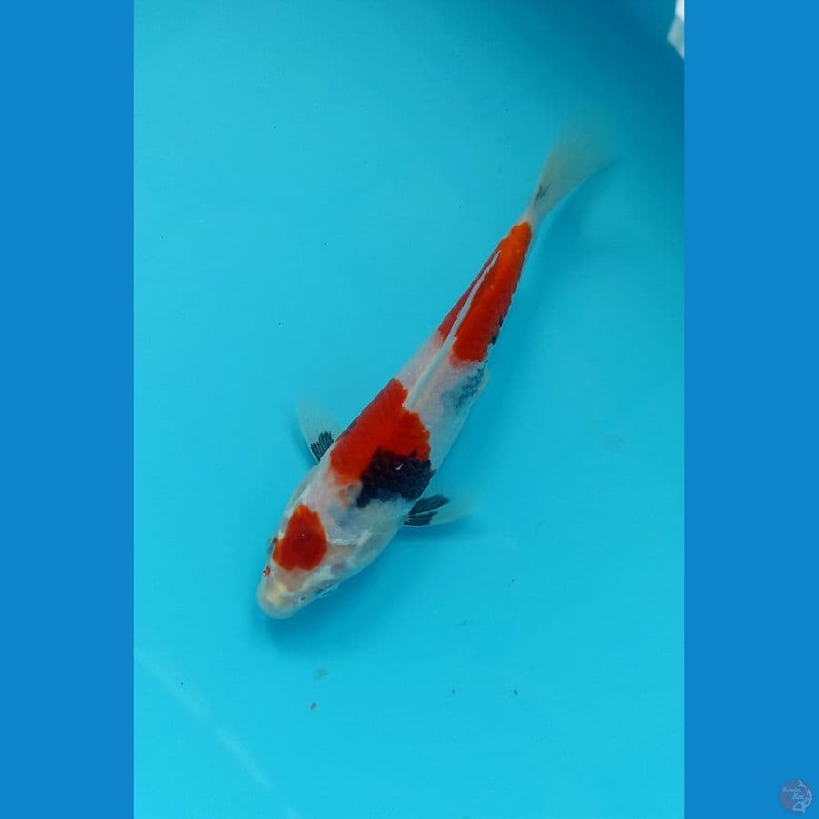 Showa 20cm