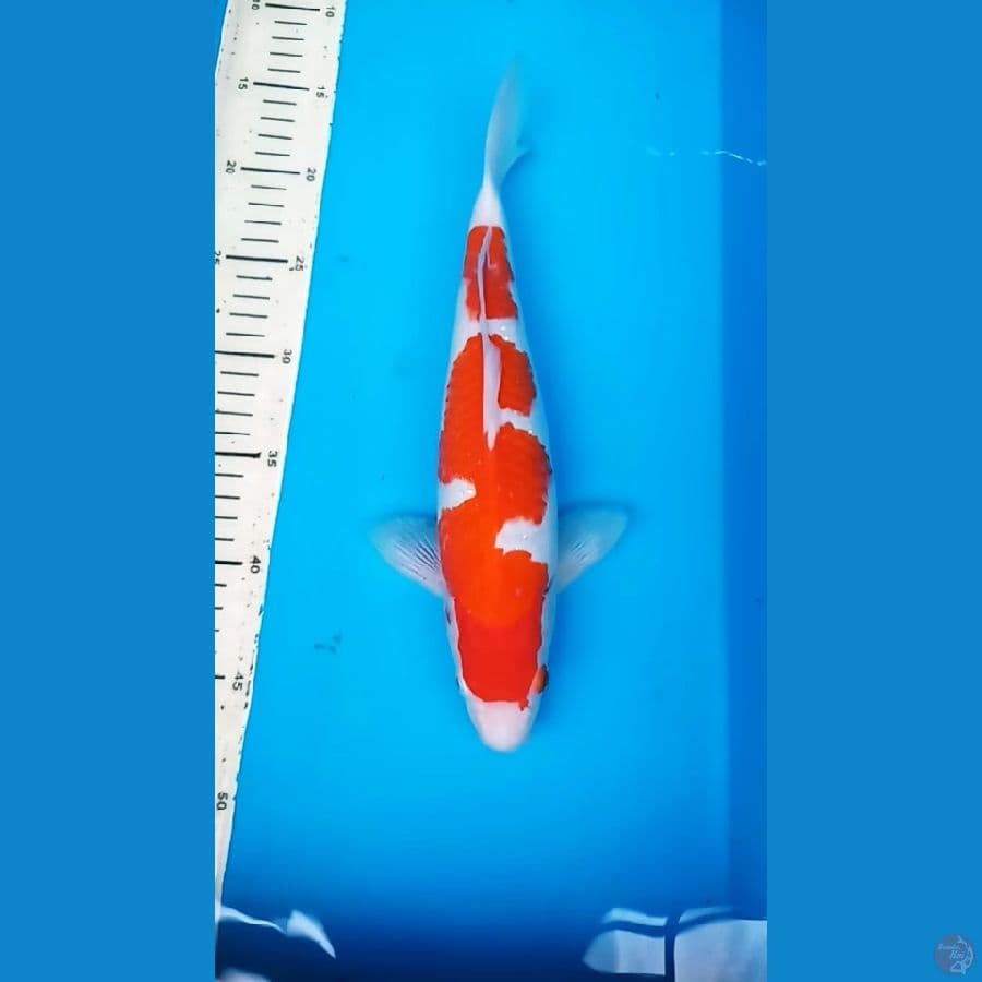 OKG 001 .KUHAKU INAZUMA 32 CM