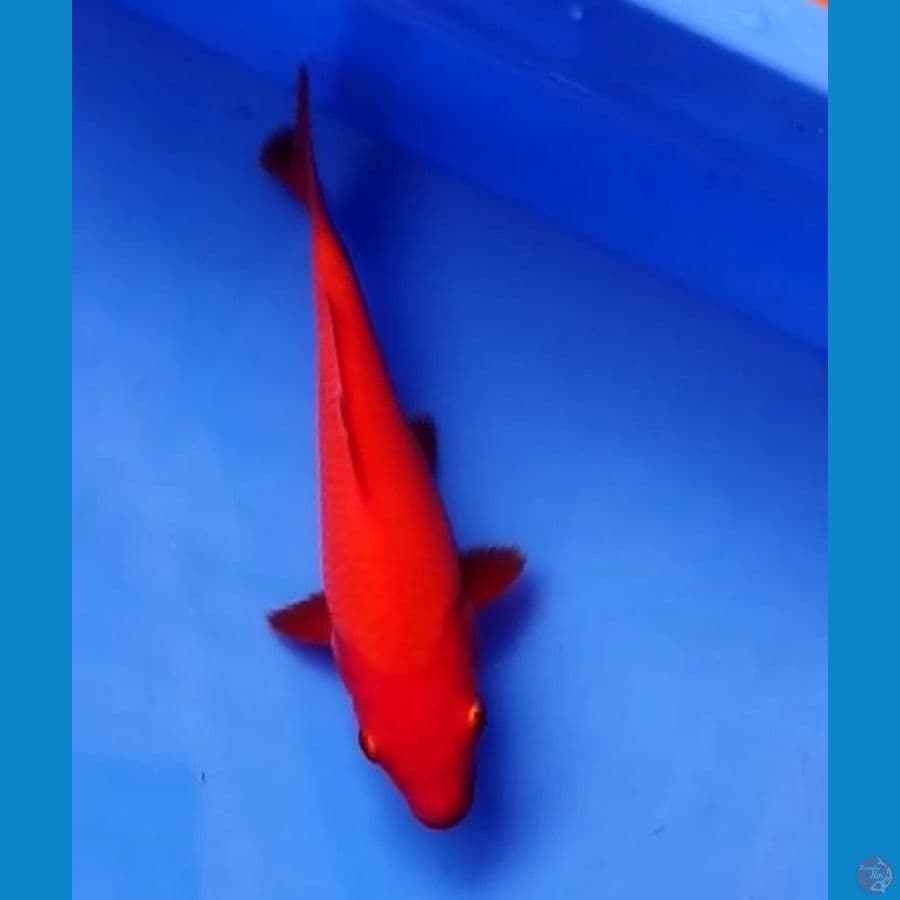 BENIGOI RED STRONG 16 CM JUARA 1 BLITAR KOI SHOW 2022