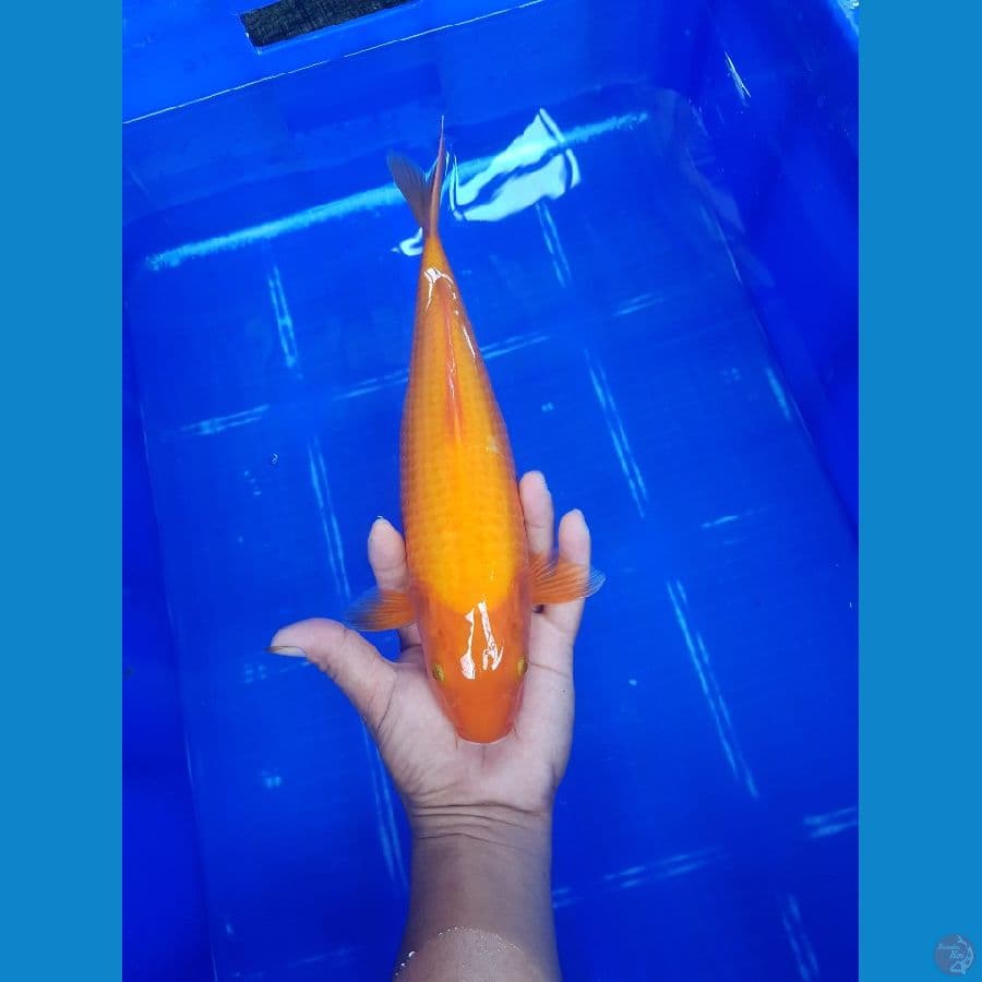benigoi 30 cm