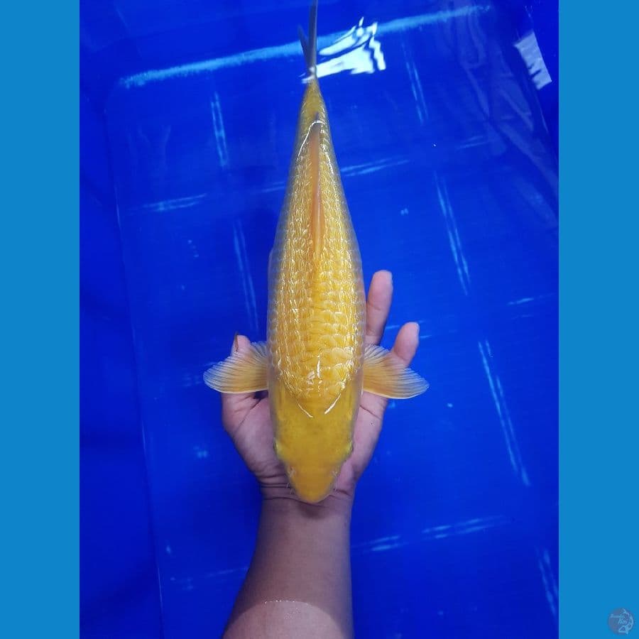 karashi 35 cm