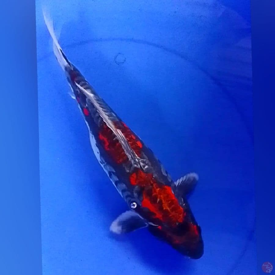 BENIKIKOKURU 38CM