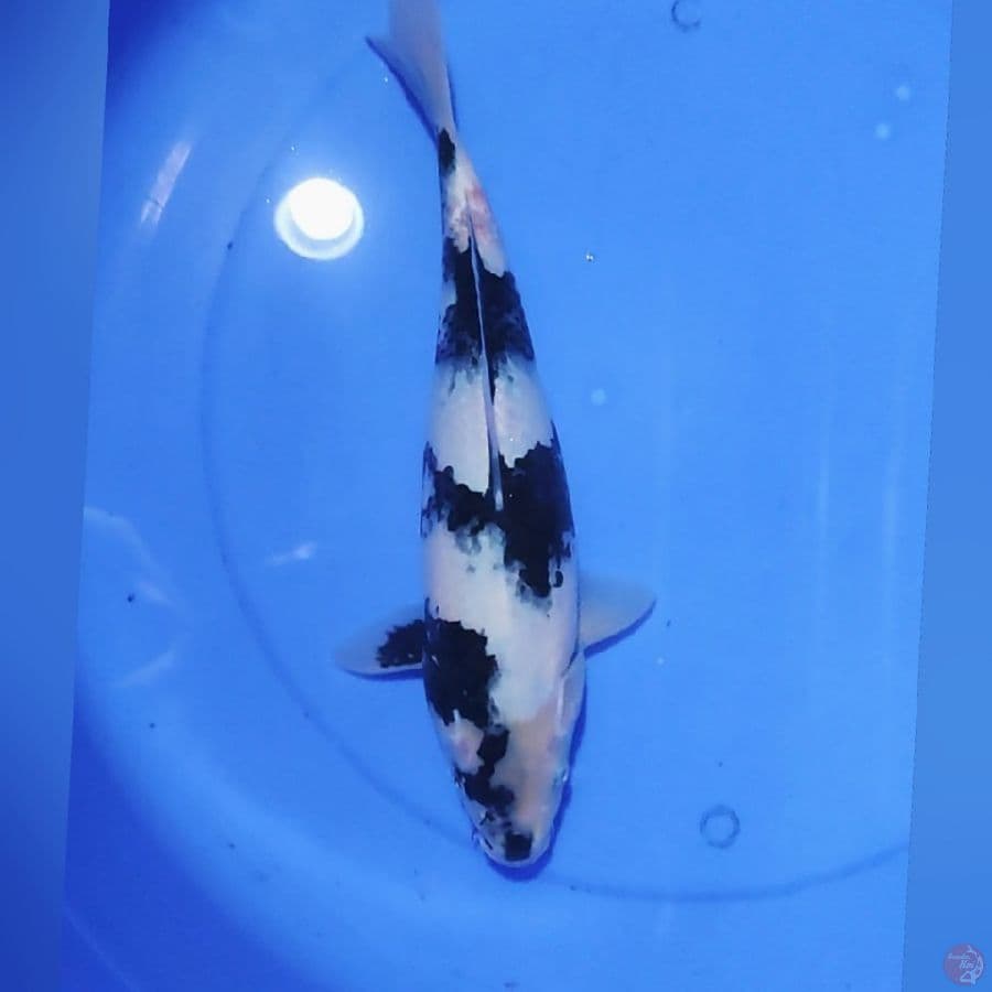SHIRO 35CM