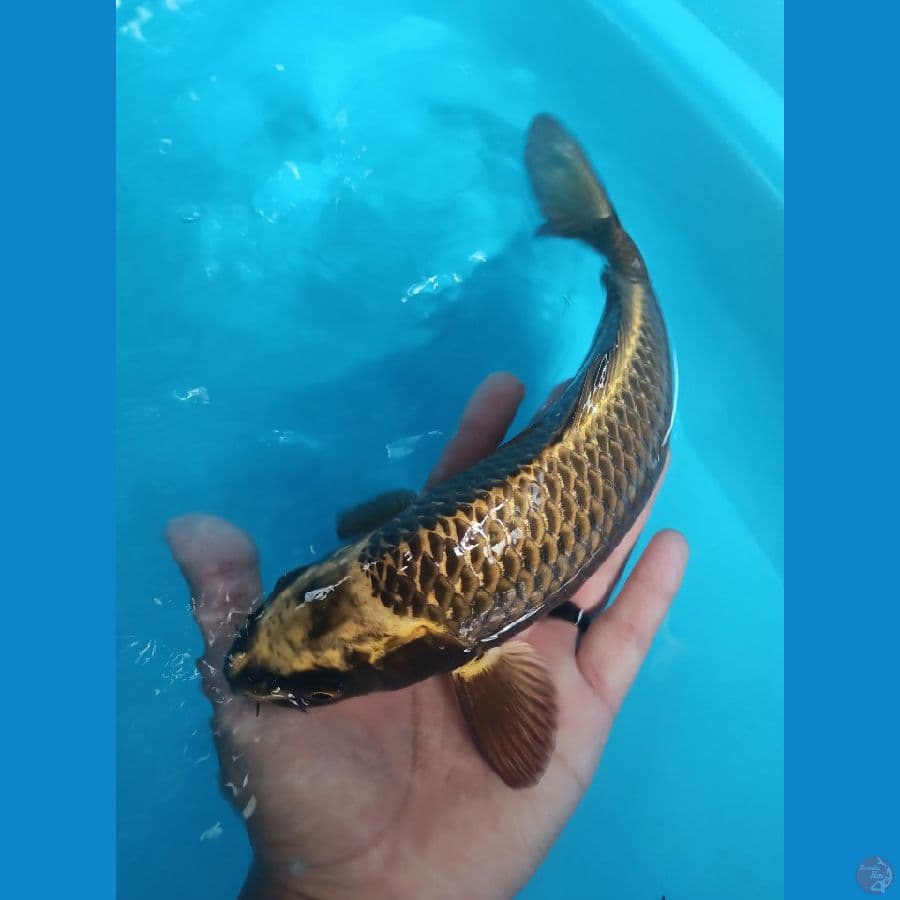 29cm