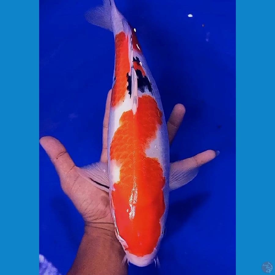 sanke 37 cm