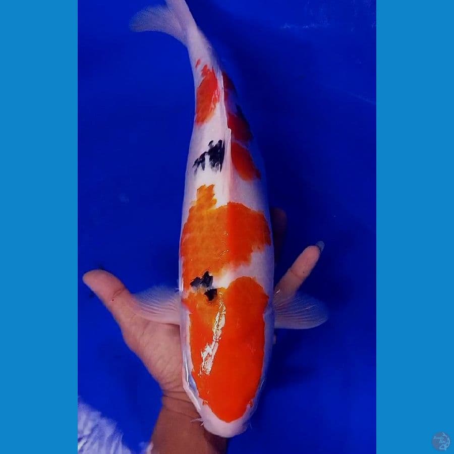 sanke good body f40 cm