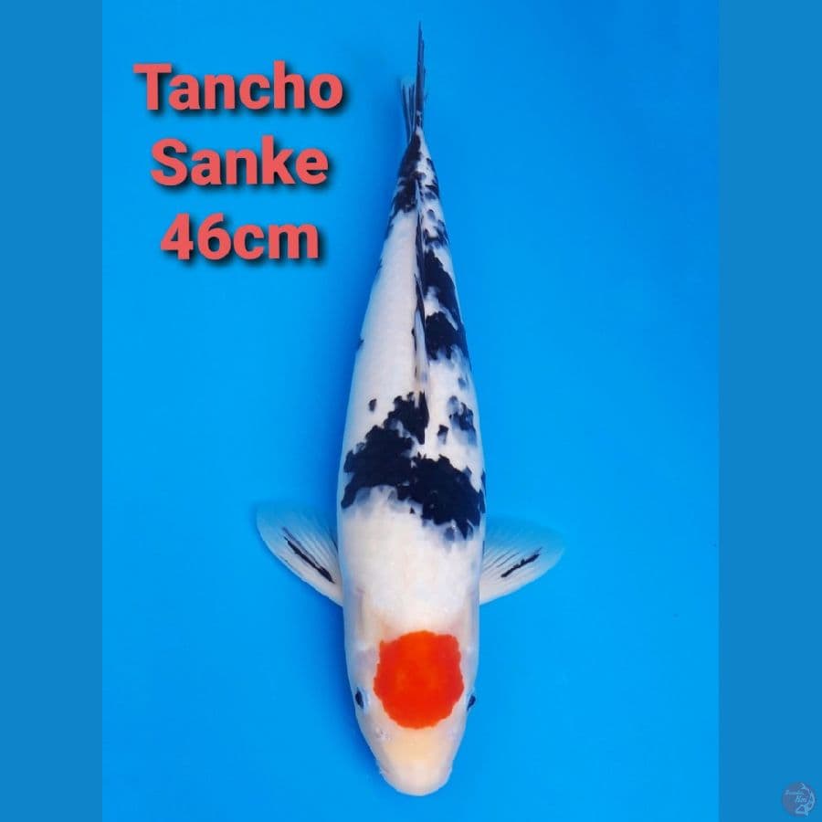 F1 TANCHO SANKE 46CM