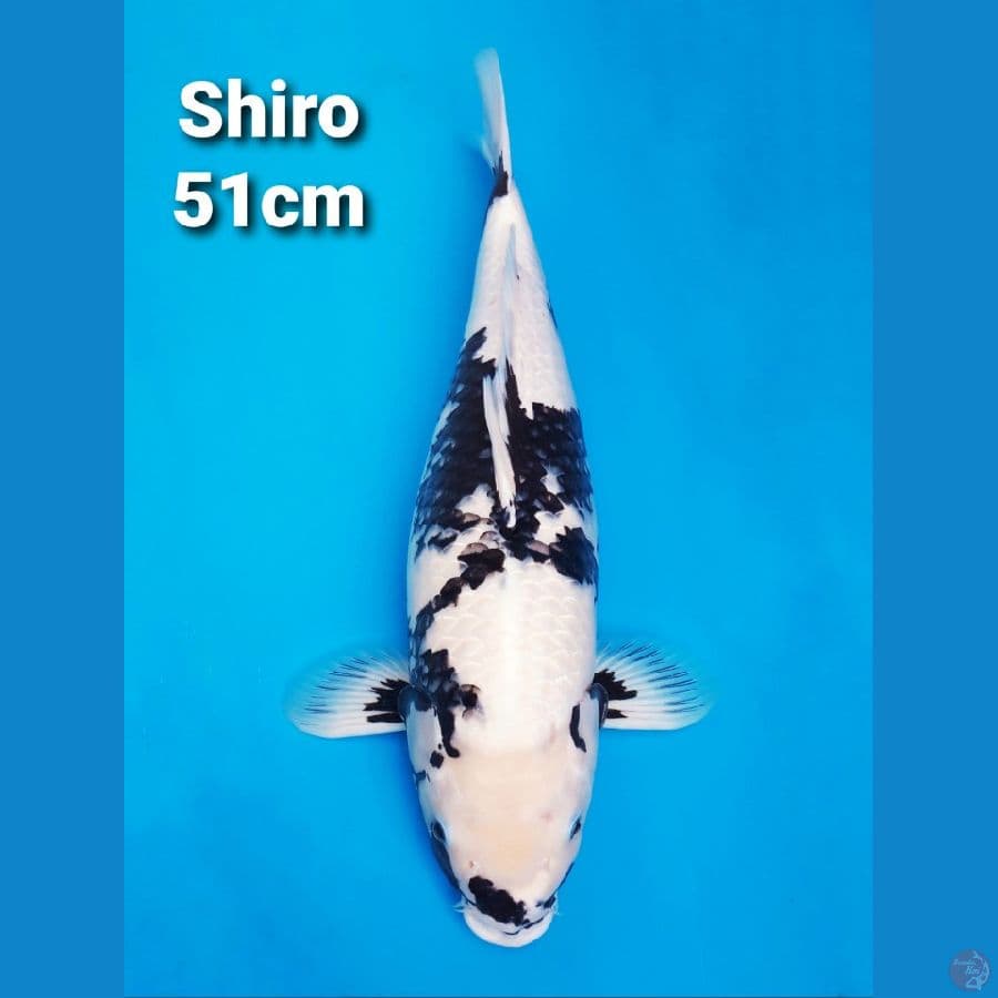 F1 SHIRO UTSURI 51CM