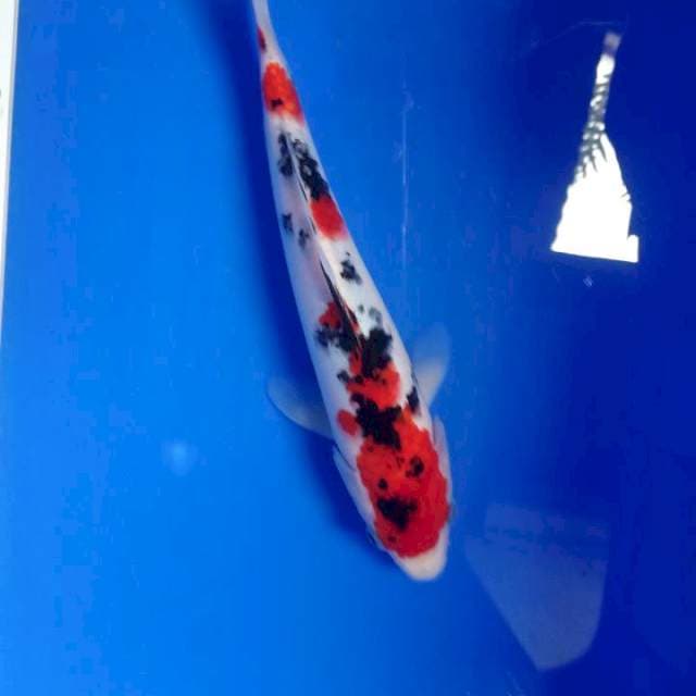 Kindai showa cakep 26cm