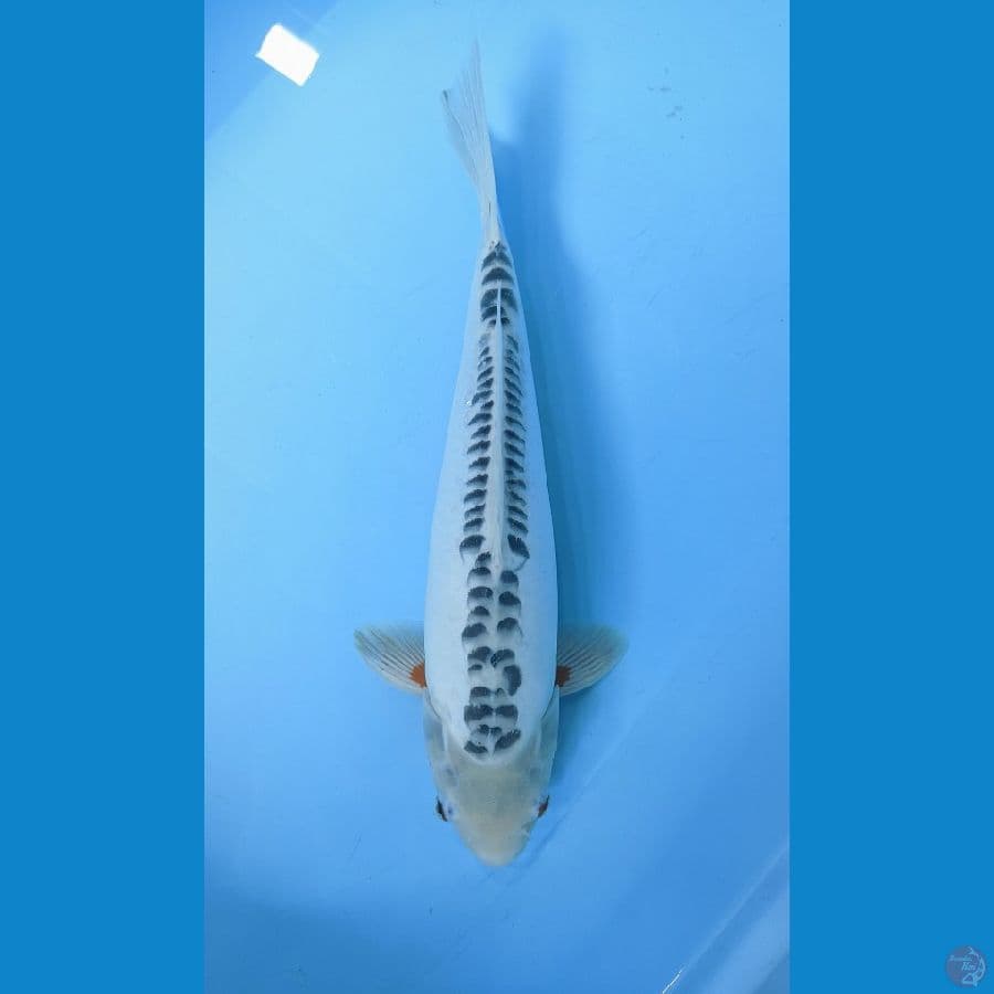 Shusui Jantan 38cm
