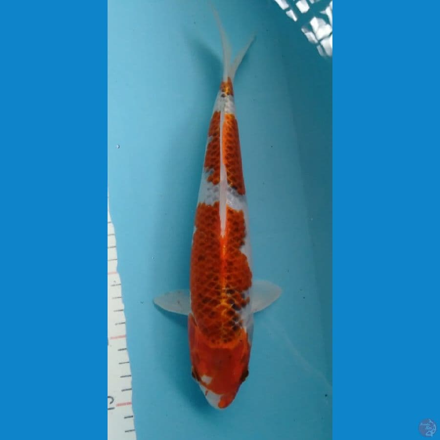 GHOSIKI ORIGINAL 30CM