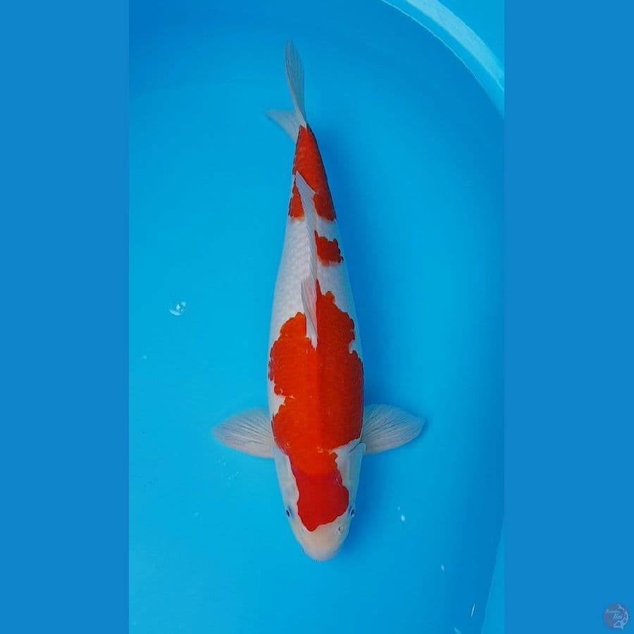 HQ KOHAKU 44 cm