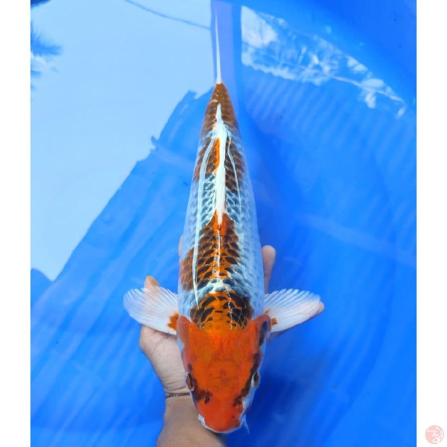 KUJAKU JUMBO 45CM