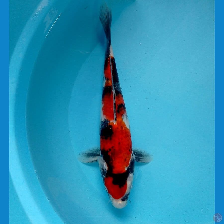 showa 30 cm