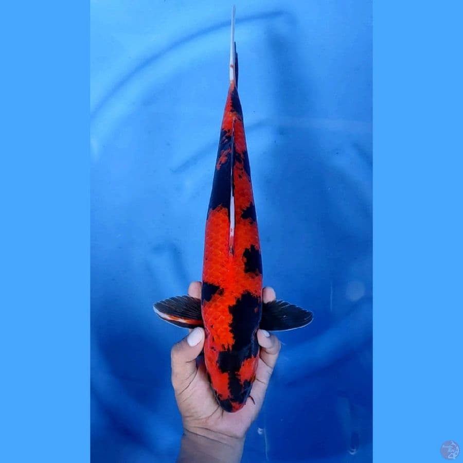 40CM # HIUTSURI ISTIMEWA - M
