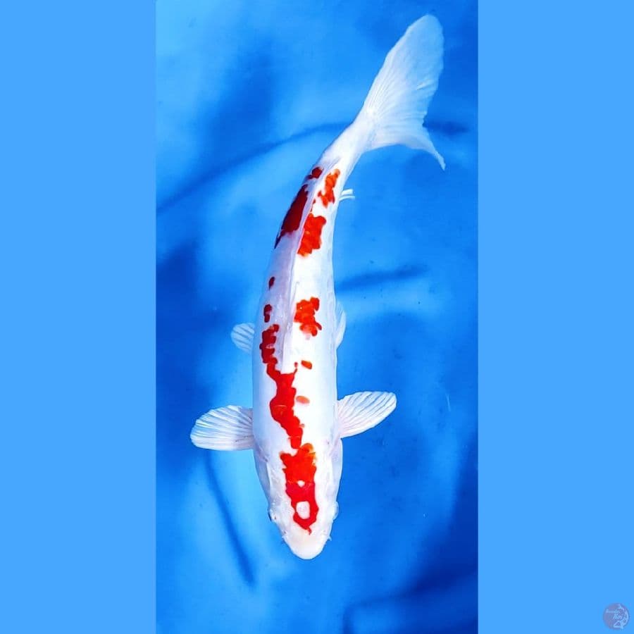 40BU / 38CM # DOITSU HIKARI - M