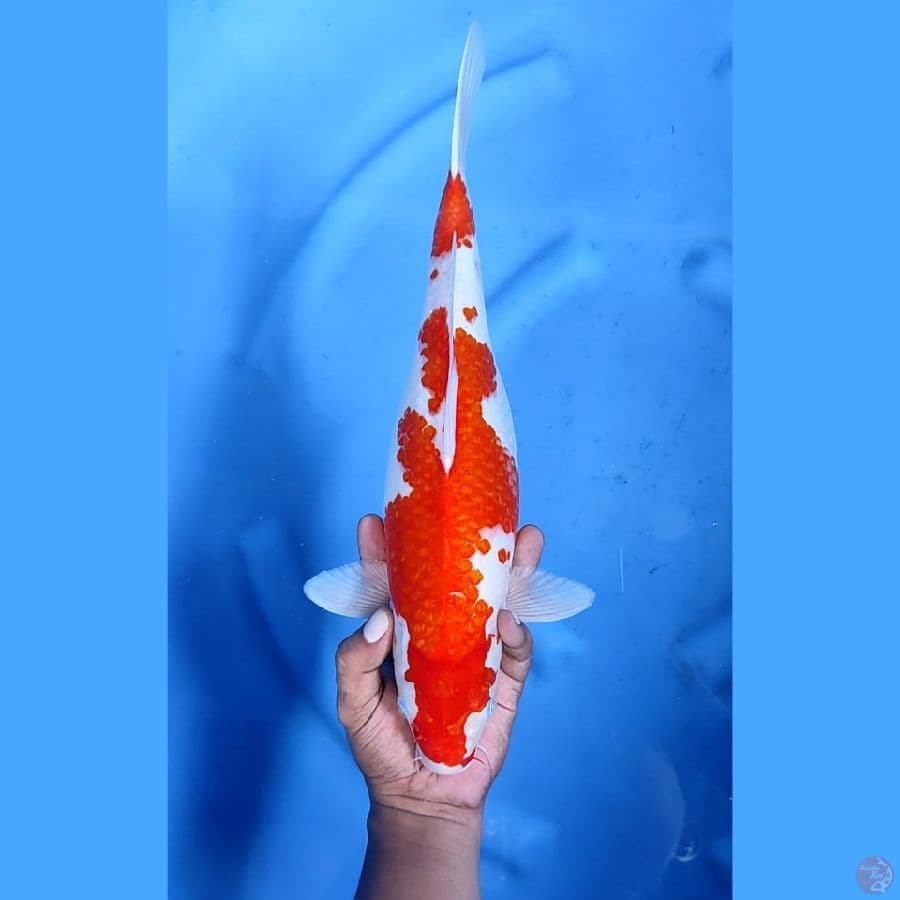 40BU / 38CM # KOHAKU - F