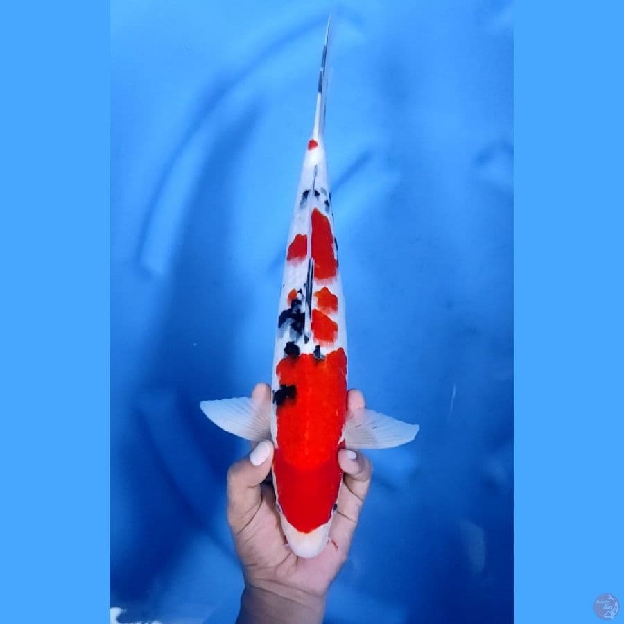 40CM # SANKE MANTAP - M