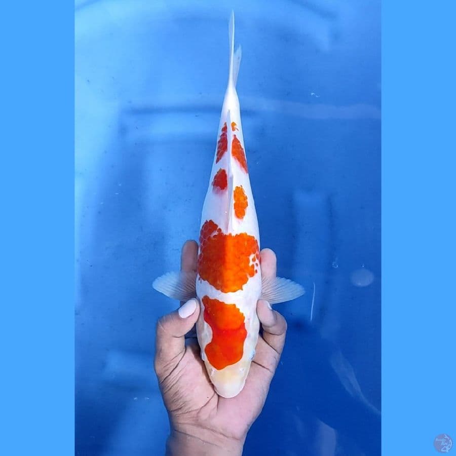 31CM # KOHAKU - F