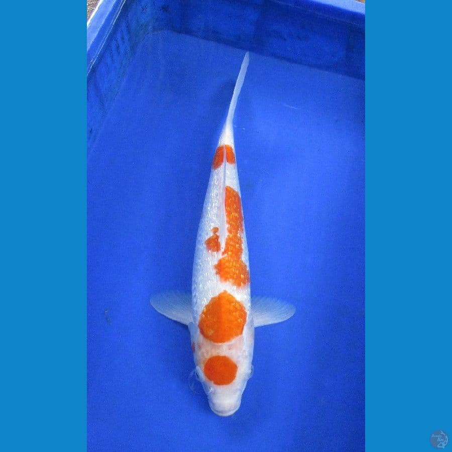 kohaku ginrin ±39cm